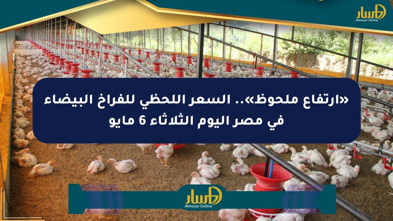 «ارتفاع ملحوظ».. السعر اللحظي للفراخ البيضاء في مصر اليوم الثلاثاء 6 مايو